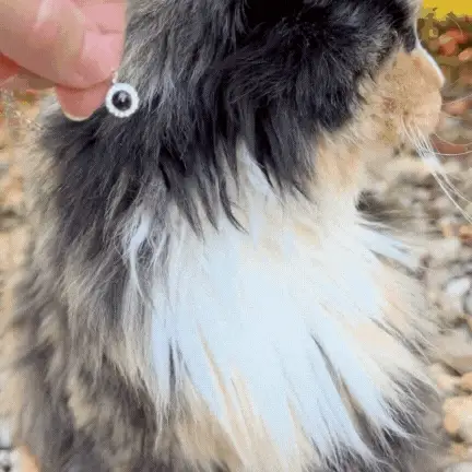 Classic Custom Pet Photo Memory Necklace - Image 3