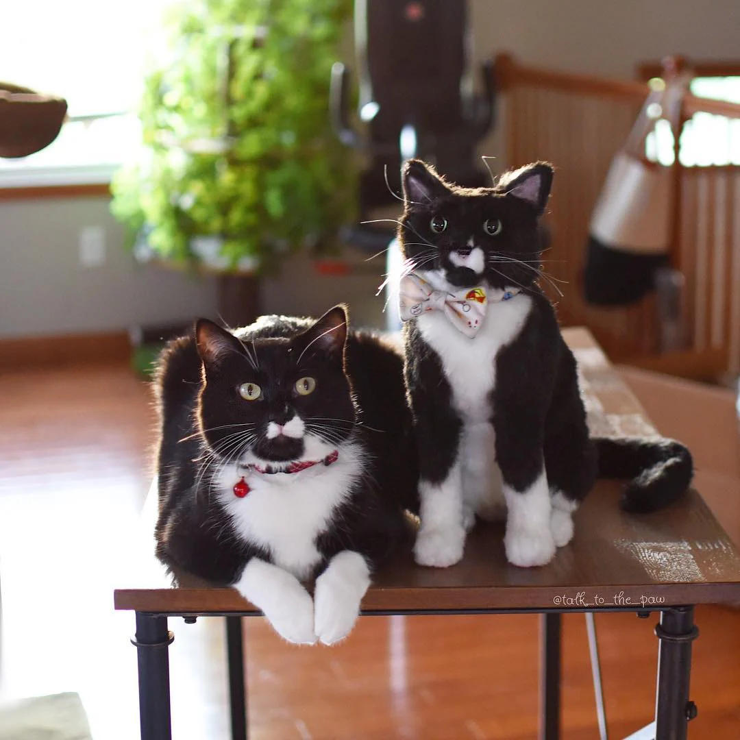 Custom Cat Plush Cuddle Clone - Image 10