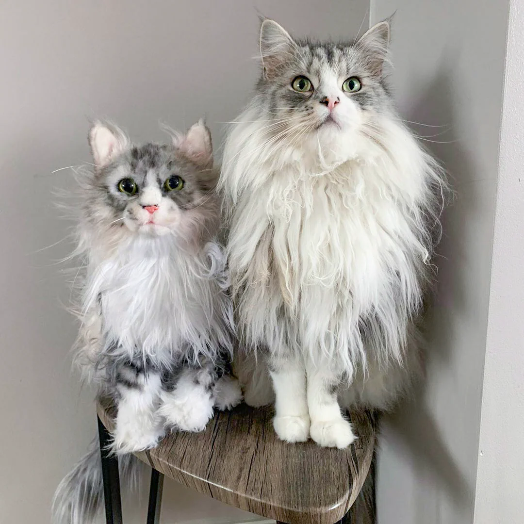 Custom Cat Plush Cuddle Clone - Image 11