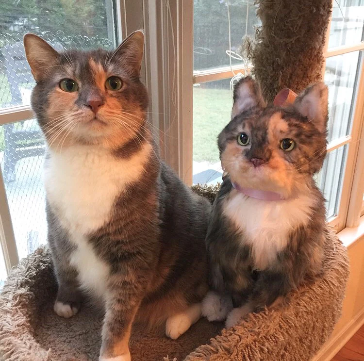 Custom Cat Plush Cuddle Clone - Image 13