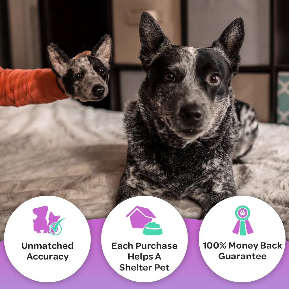 Custom Pet Magnets - Image 3