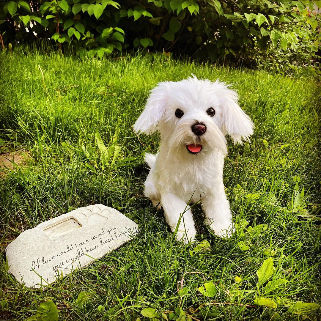 Custom Pet Memorial Plush Cuddle Clone - Image 6