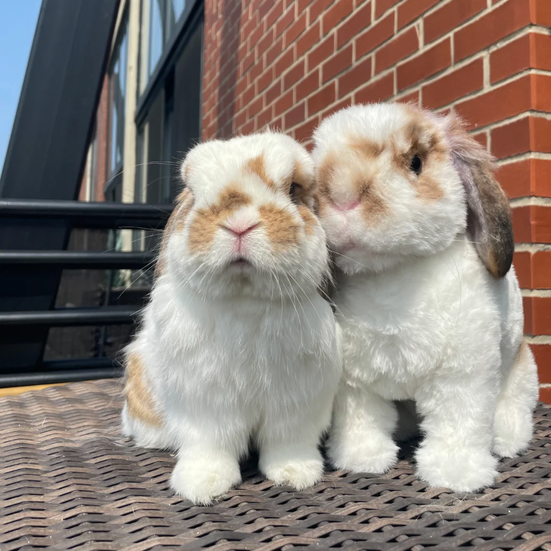 Original Plush Cuddle Clone - Image 8